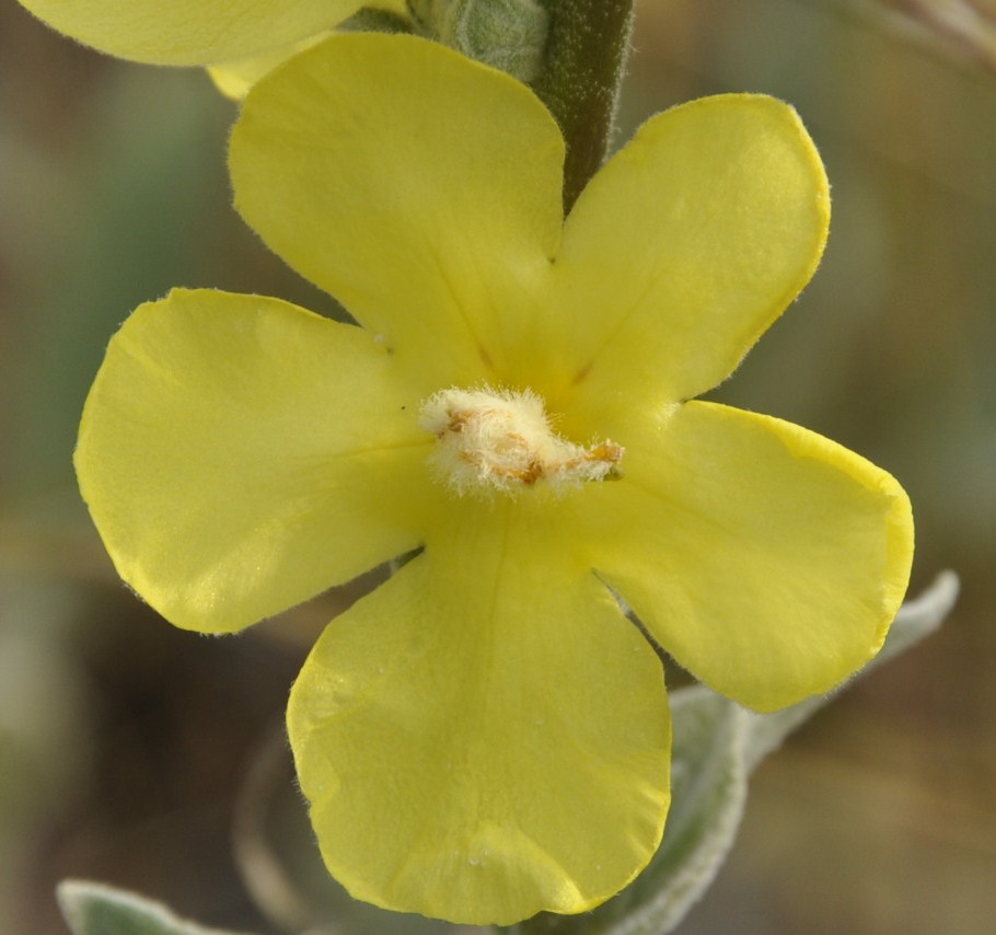 Image of Verbascum undulatum specimen.