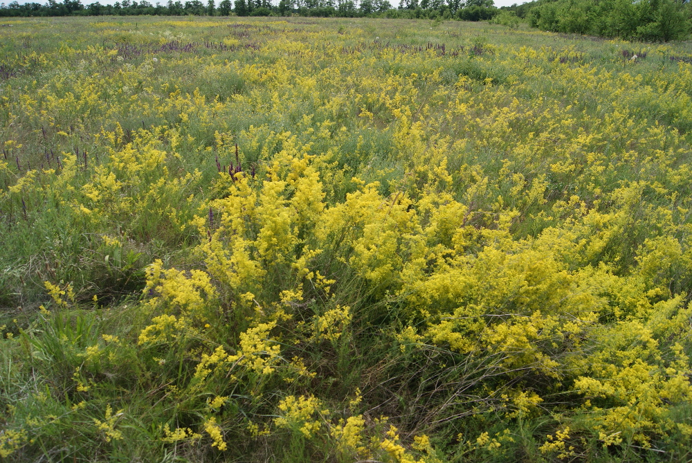 Изображение особи Galium verum.