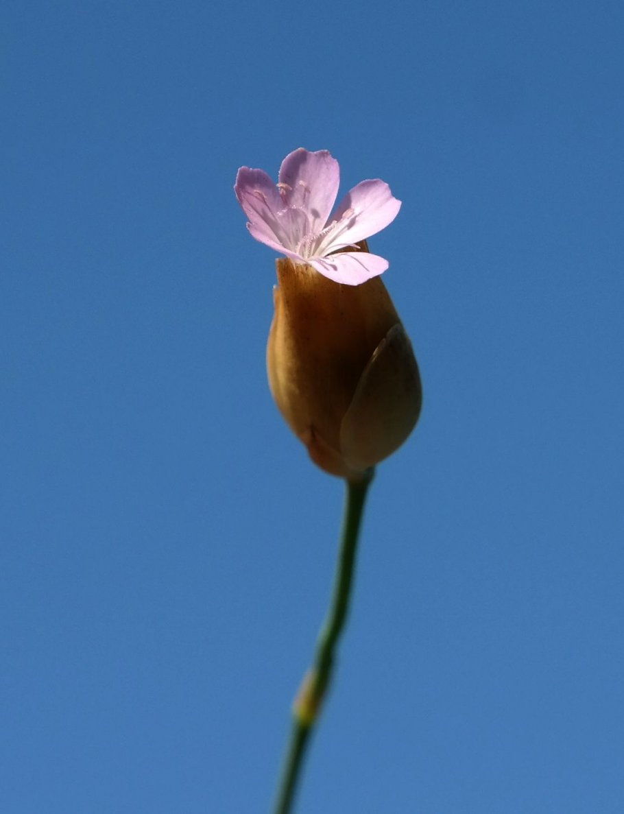 Image of Petrorhagia prolifera specimen.