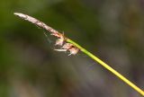Carex vanheurckii