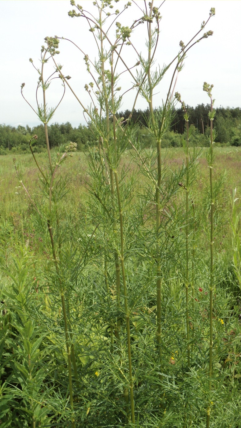 Image of Thalictrum lucidum specimen.