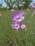 Xeranthemum annuum