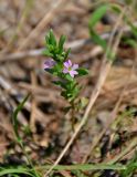 Lythrum hyssopifolia. Цветущее растение. Абхазия, Гудаутский р-н, Новый Афон, у дороги. 18.07.2017.