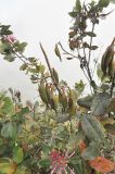Oreocallis grandiflora. Ветви с плодами. Вершина горы Мачу-Пикчу, выс. ок. 3000 м н.у.м. 13 марта 2014 г.