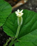 Lagenaria siceraria. Цветок. Малайзия, Куала-Лумпур, в культуре. 13.05.2017.