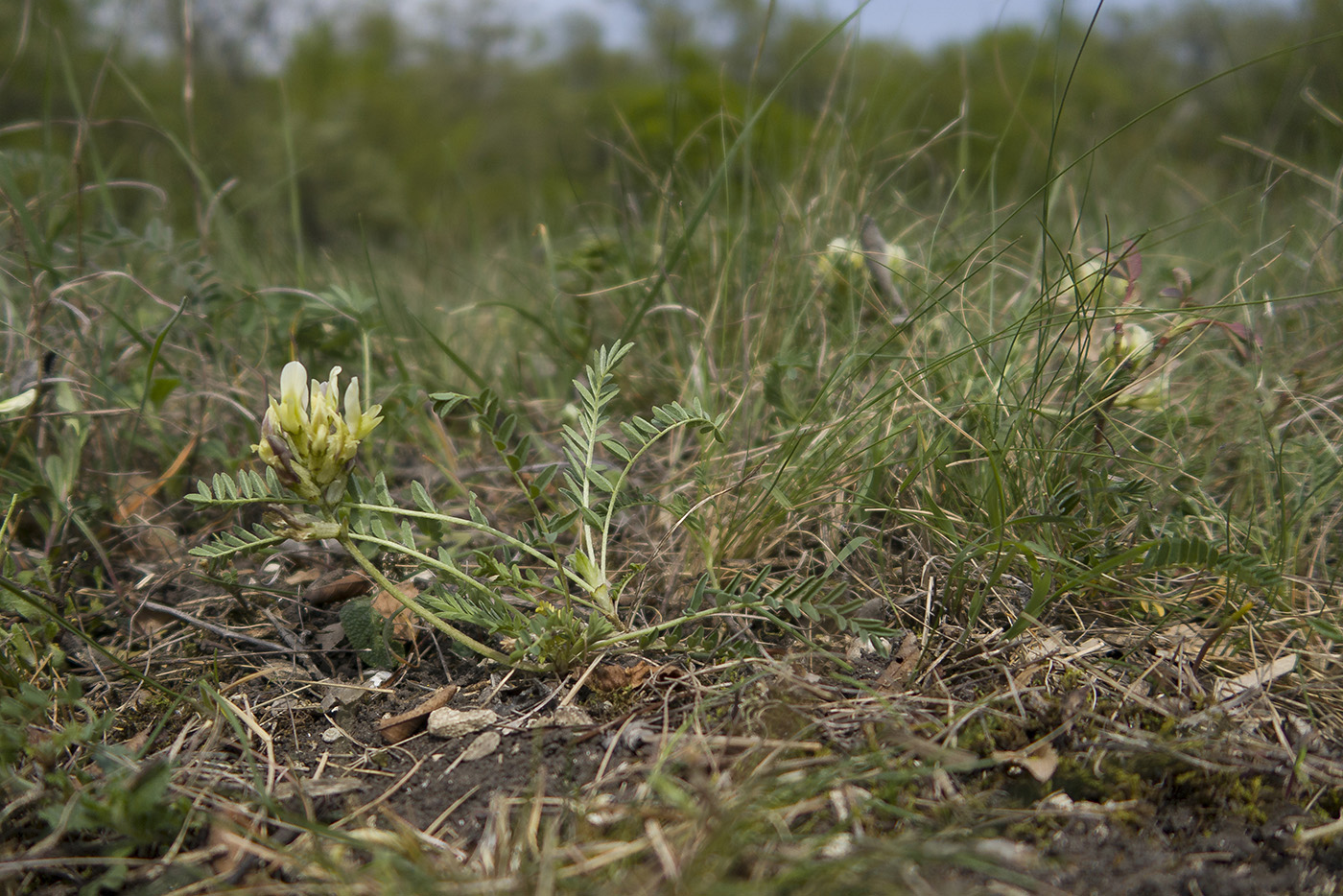 Image of Astragalus resupinatus specimen.