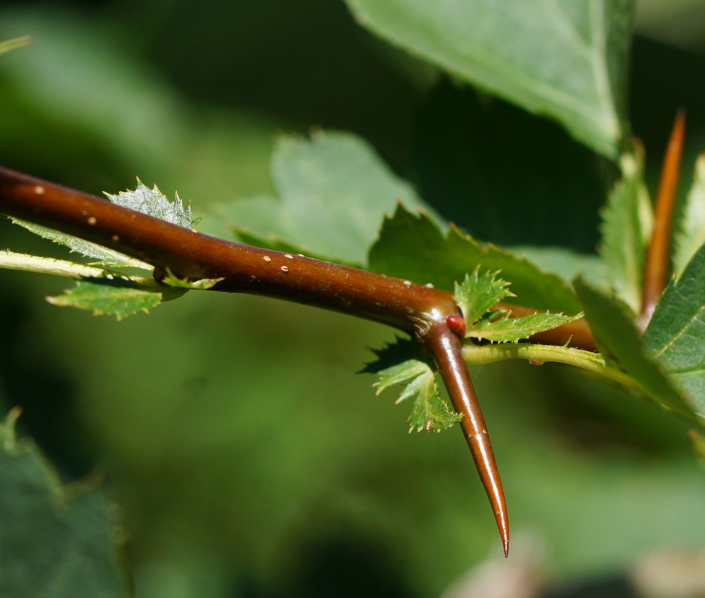 Image of Crataegus chlorocarpa specimen.