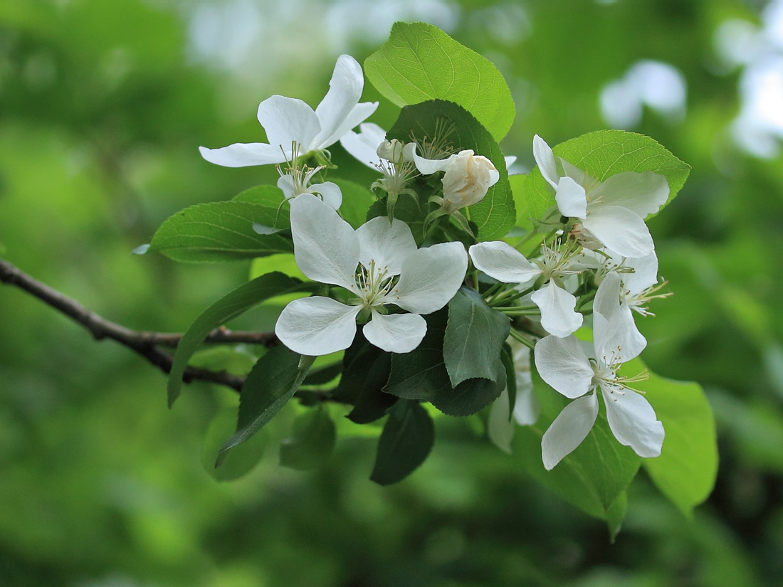 Image of Malus prunifolia specimen.