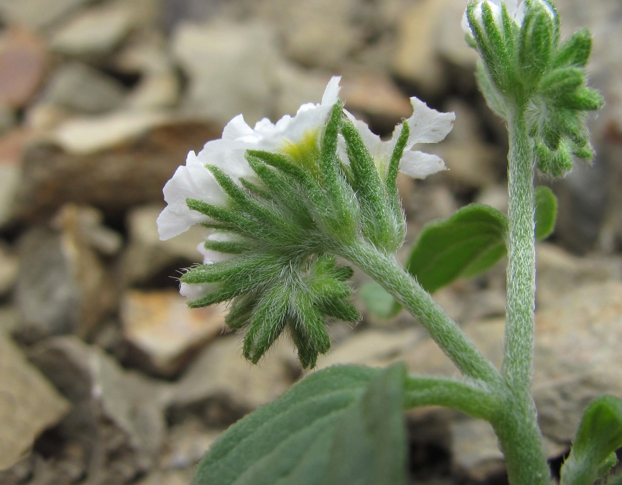 Изображение особи Heliotropium styligerum.