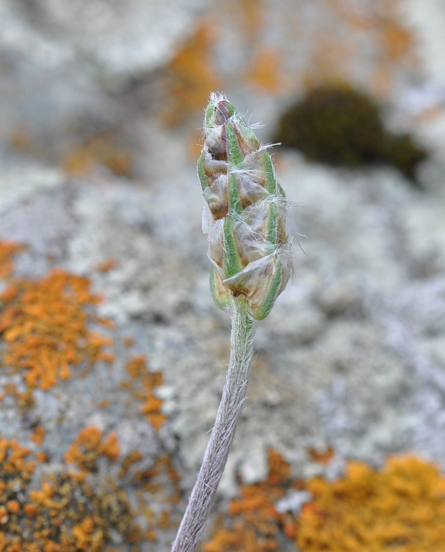 Image of Plantago atrata specimen.