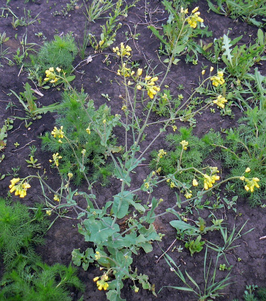 Image of Brassica campestris specimen.