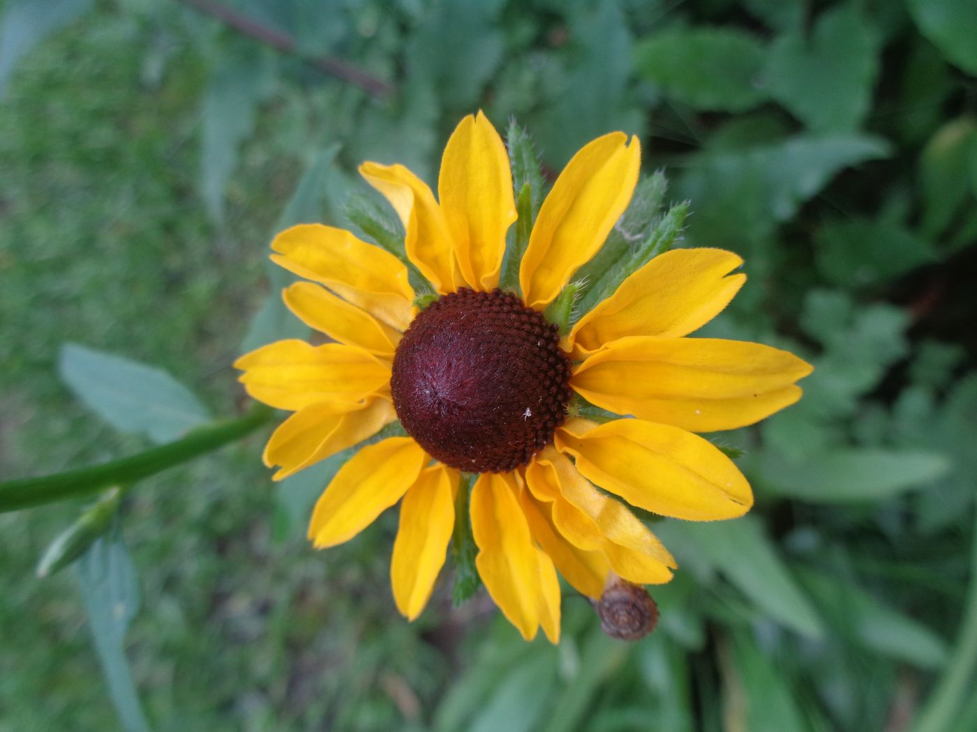 Изображение особи Rudbeckia bicolor.