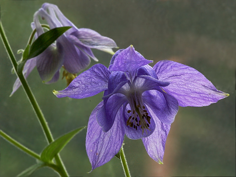 Image of Aquilegia vulgaris specimen.