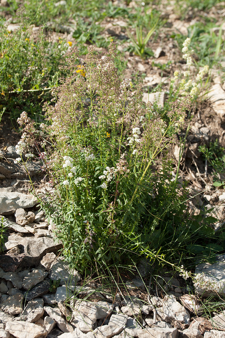 Изображение особи Galium boreale.