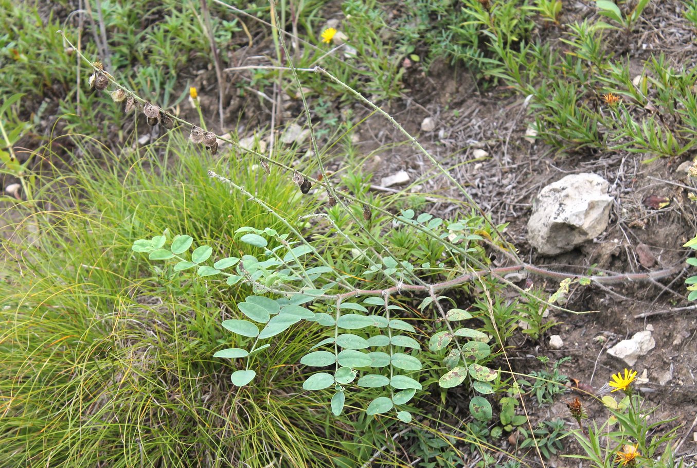 Image of Onobrychis vassilczenkoi specimen.