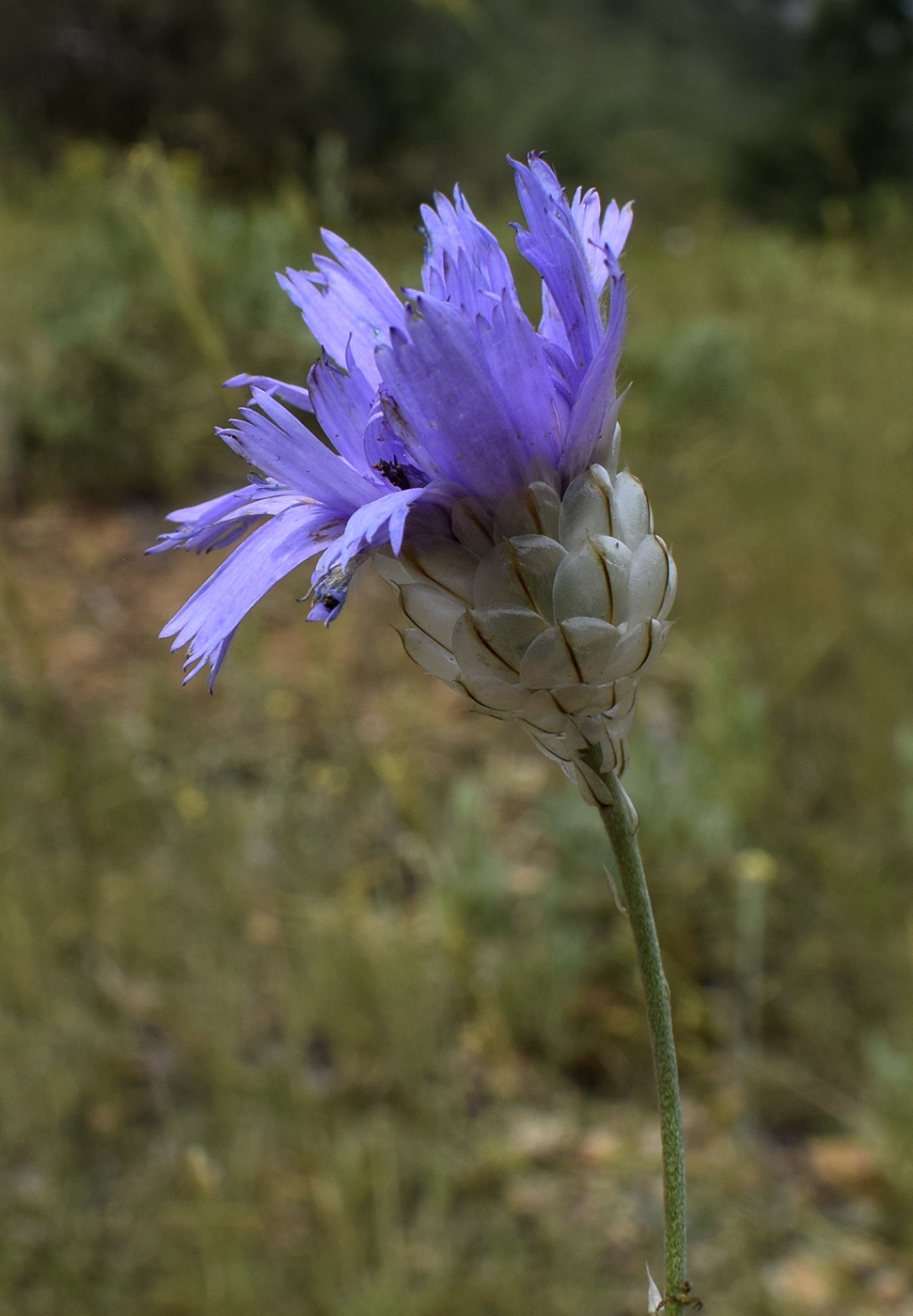 Image of Catananche caerulea specimen.