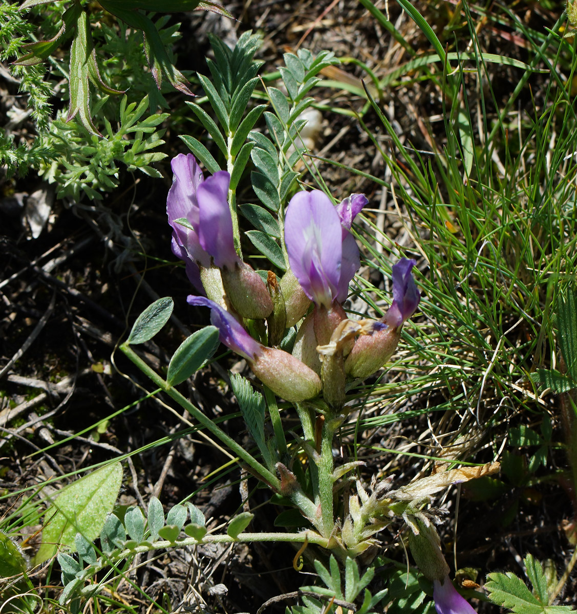 Image of Astragalus megalanthus specimen.