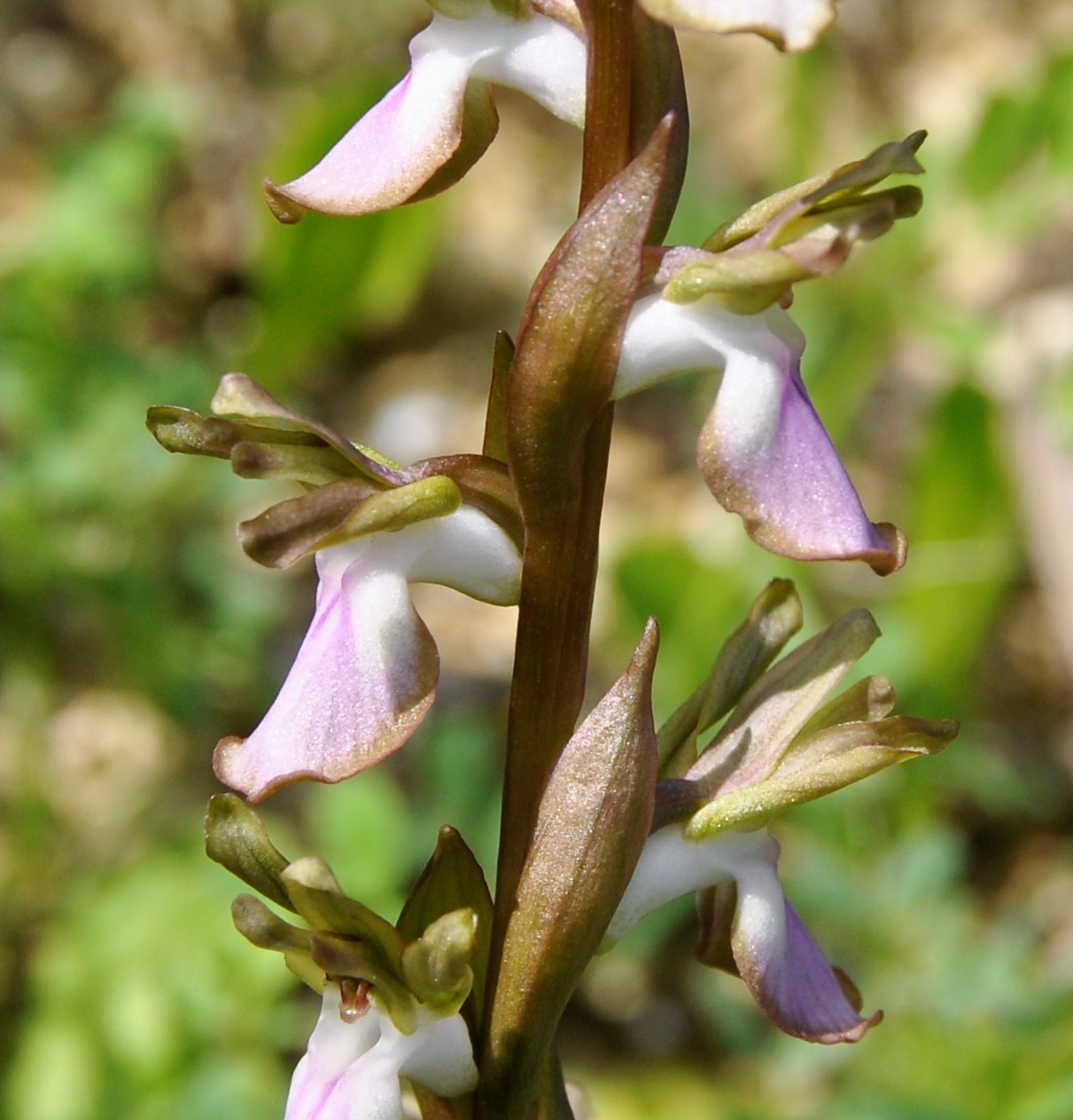 Image of Anacamptis collina specimen.