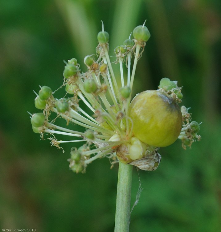 Image of Allium gultschense specimen.