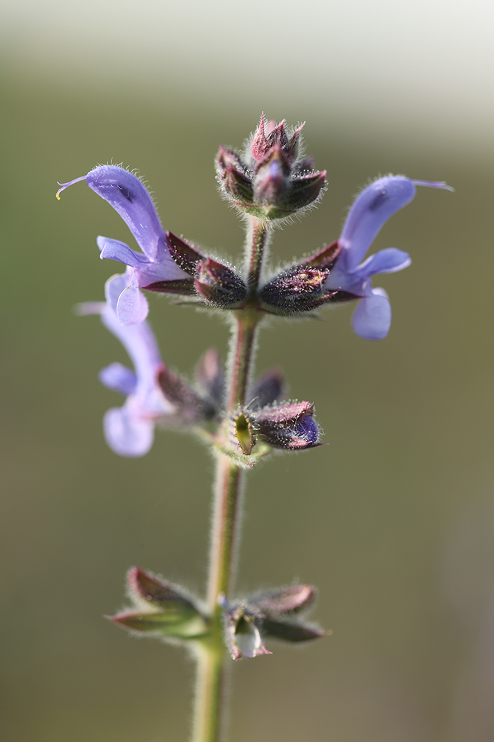 Изображение особи Salvia verbenaca.