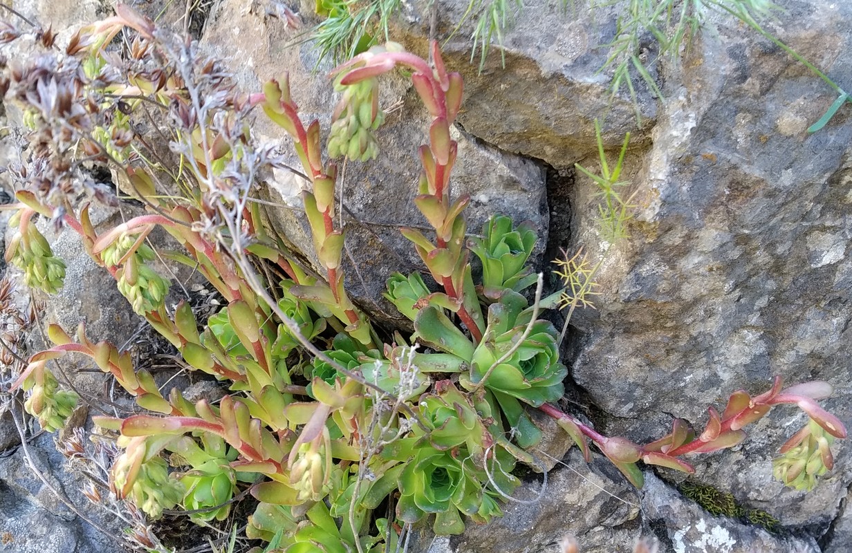 Image of Rosularia sempervivum specimen.