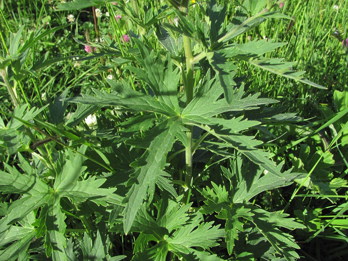 Image of Delphinium flexuosum specimen.