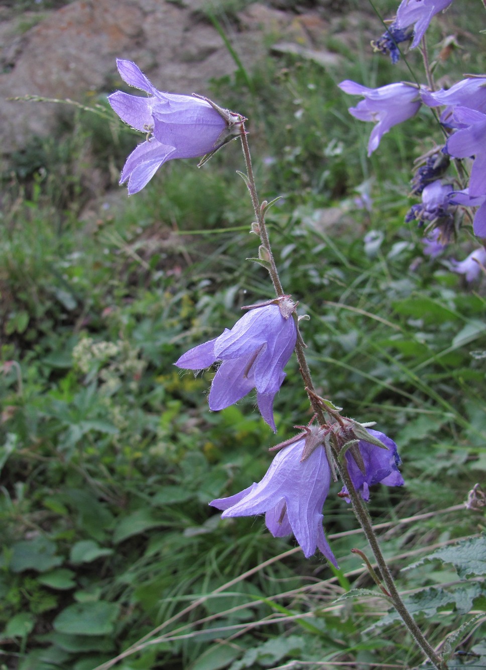 Image of Campanula sarmatica specimen.