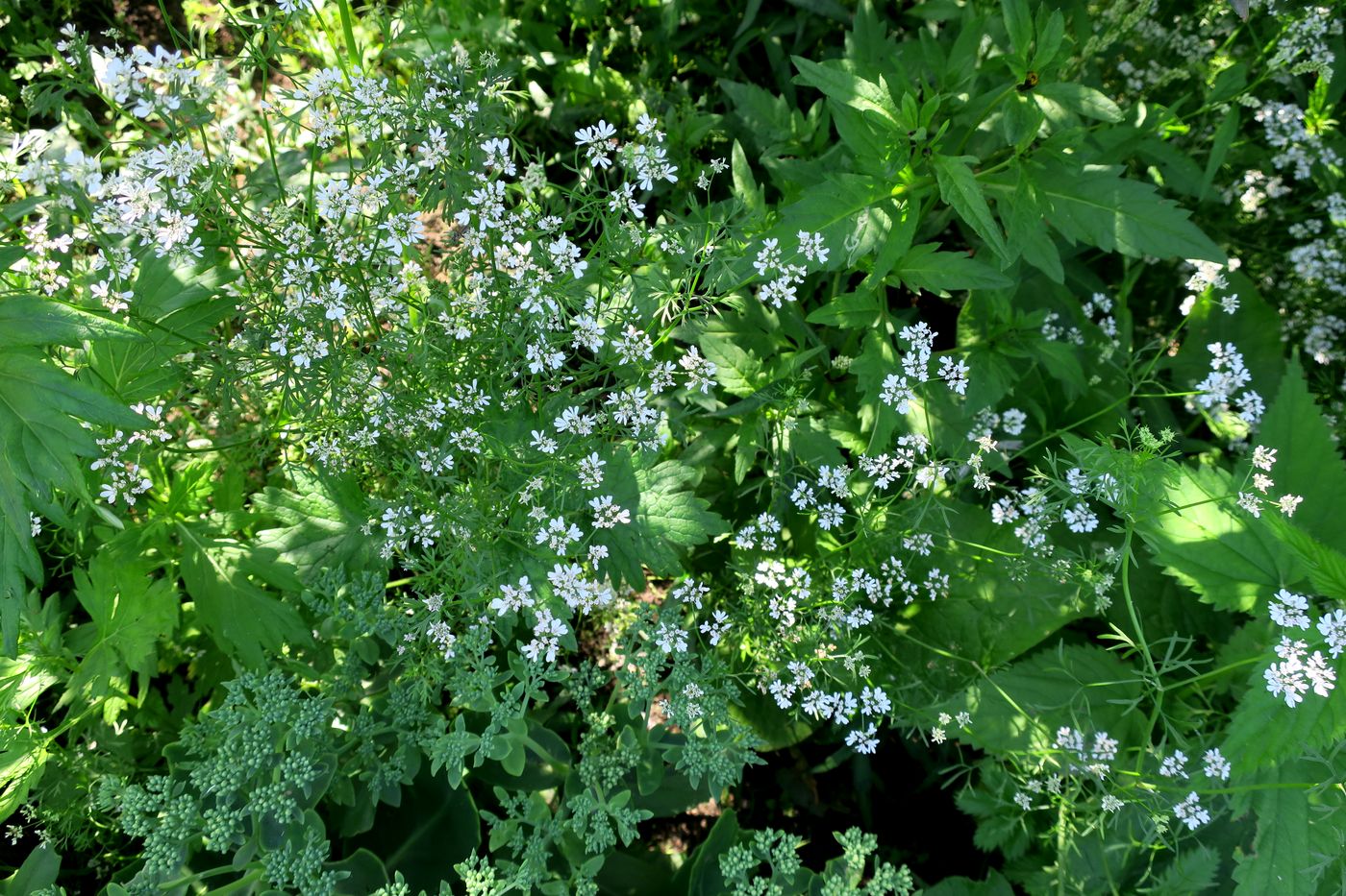 Image of Coriandrum sativum specimen.