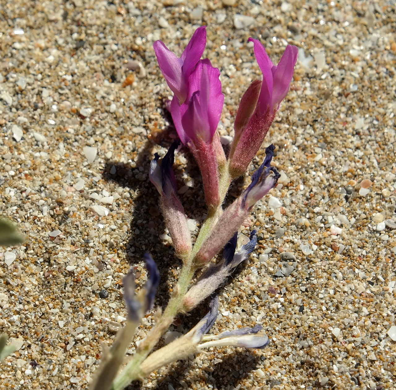 Image of Astragalus varius ssp. eupatoricus specimen.