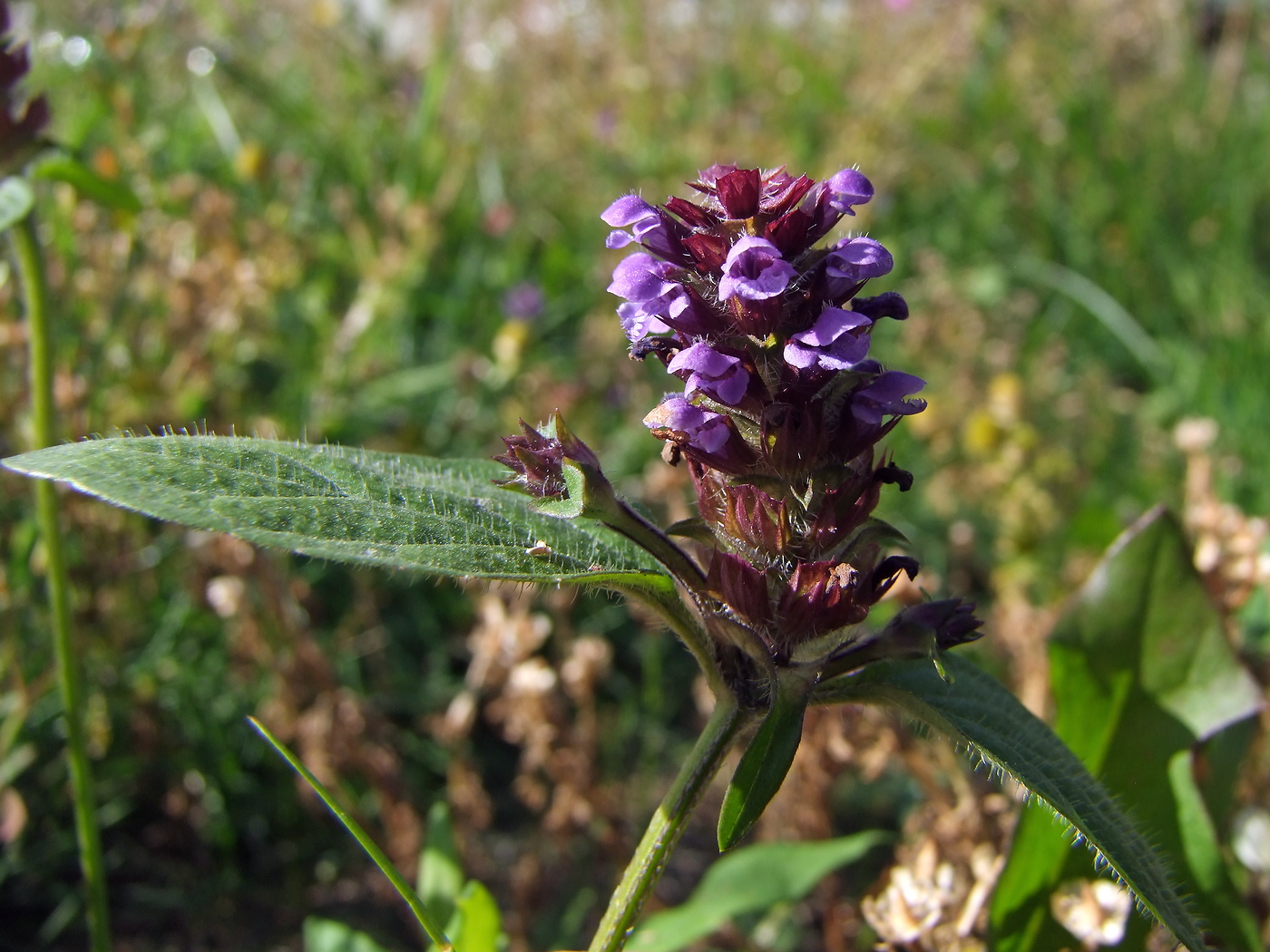 Image of Prunella vulgaris specimen.