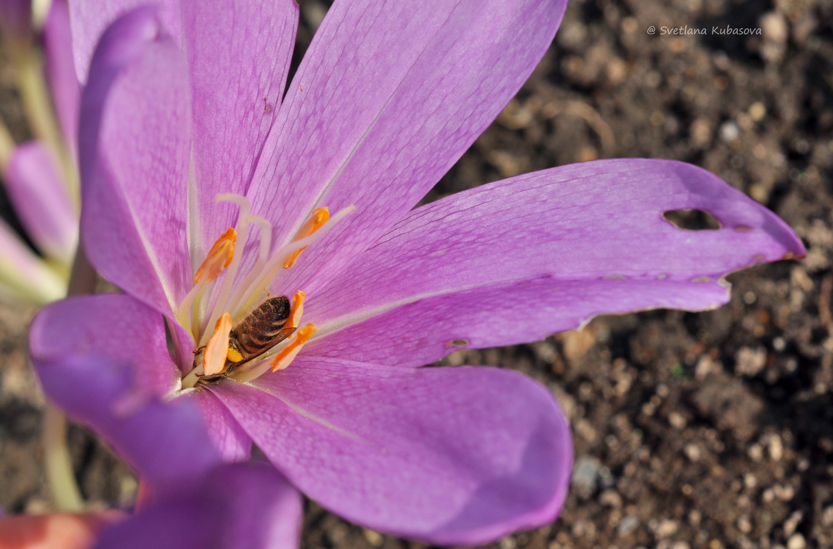 Image of genus Colchicum specimen.