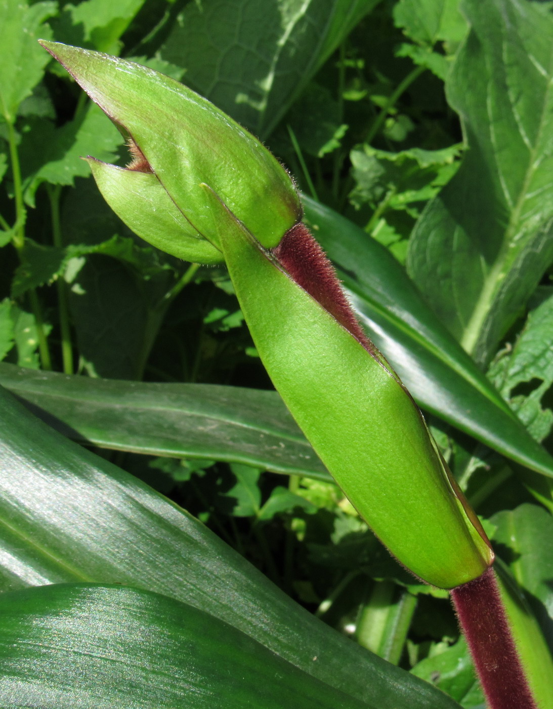 Изображение особи Phragmipedium kovachii.