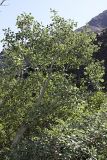 Populus berkarensis. Крона взрослого дерева. Южный Казахстан, хр. Каратау, ущ. Саясу. 29.07.2010.