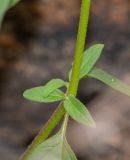 Nelsia quadrangula