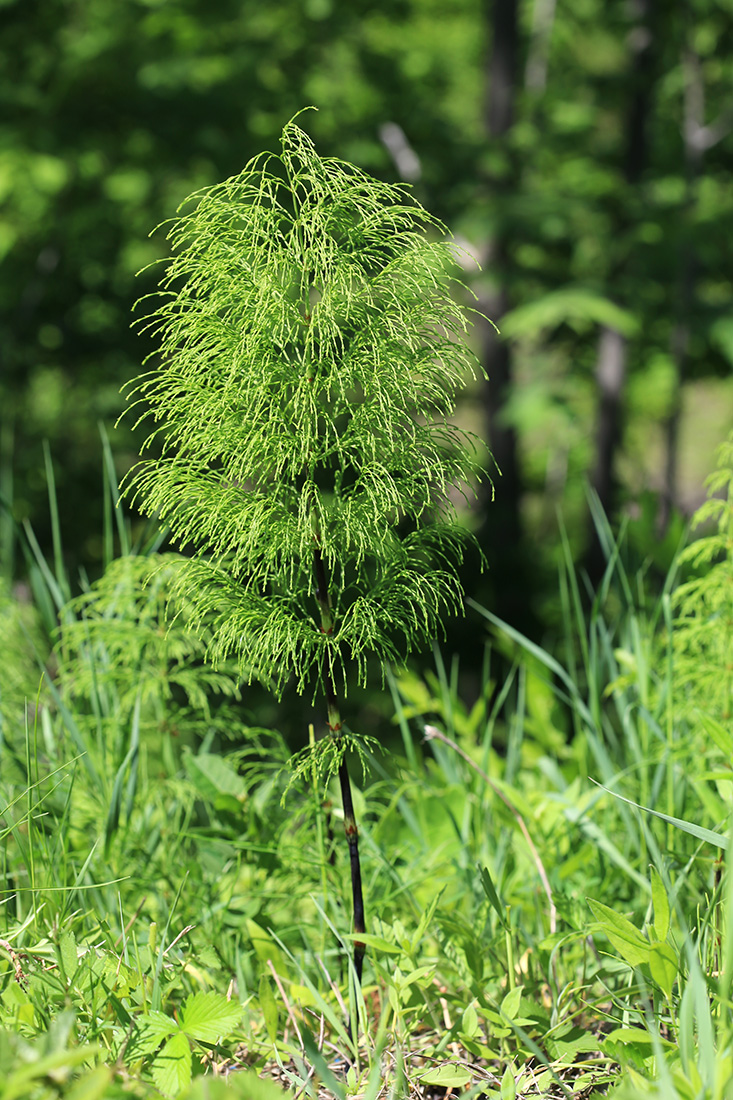 Изображение особи Equisetum sylvaticum.