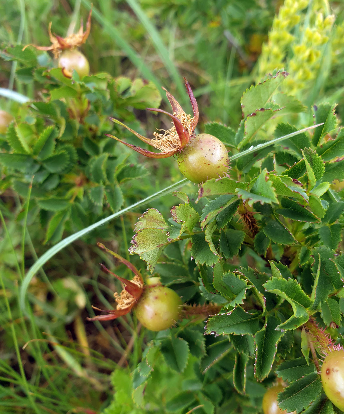 Изображение особи Rosa spinosissima.