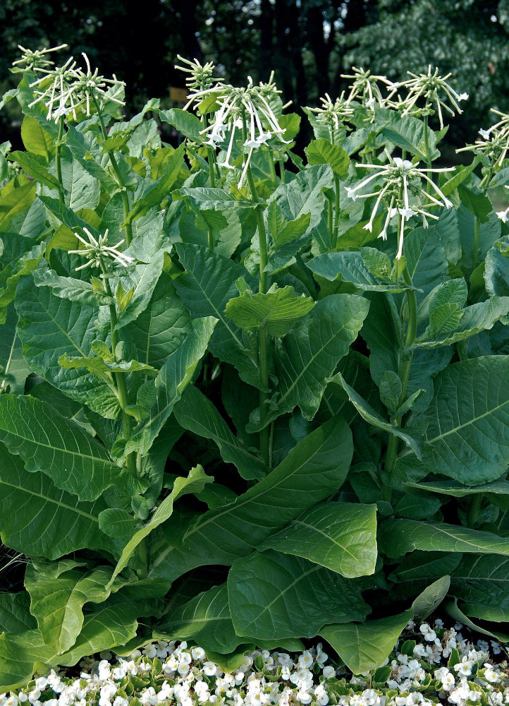 Image of Nicotiana sylvestris specimen.