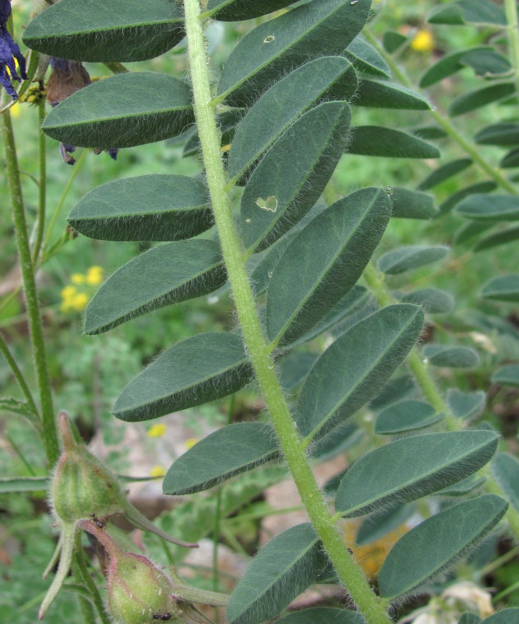 Изображение особи Astragalus polyphyllus.