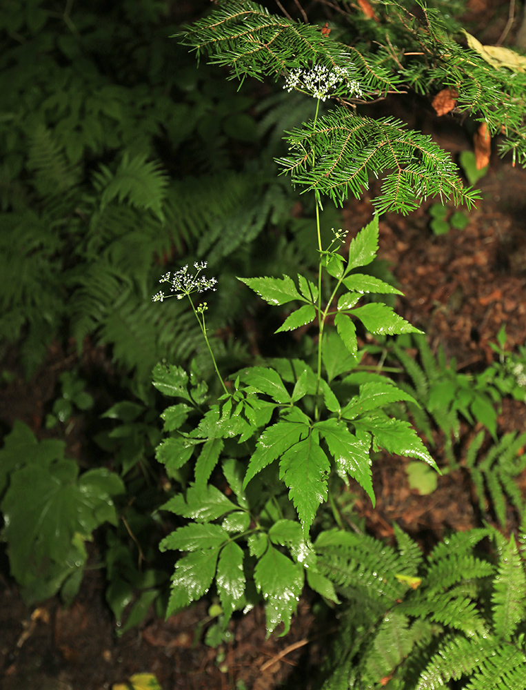 Image of Spuriopimpinella calycina specimen.