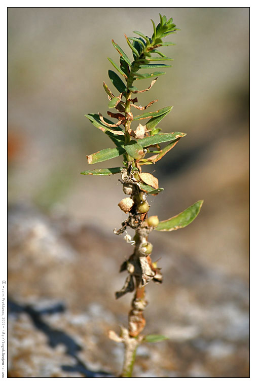 Image of Glaux maritima specimen.