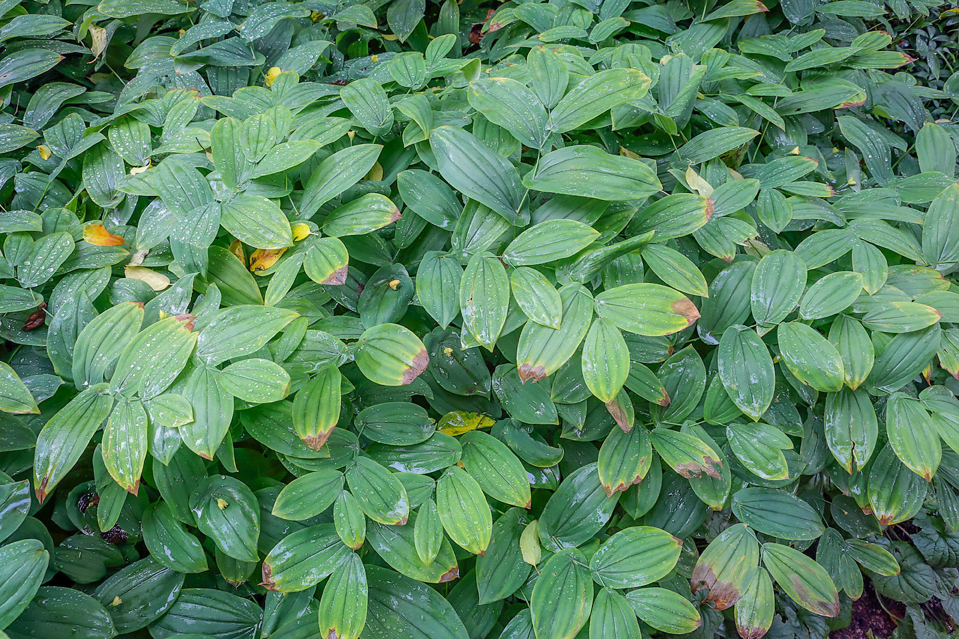 Изображение особи Uvularia grandiflora.