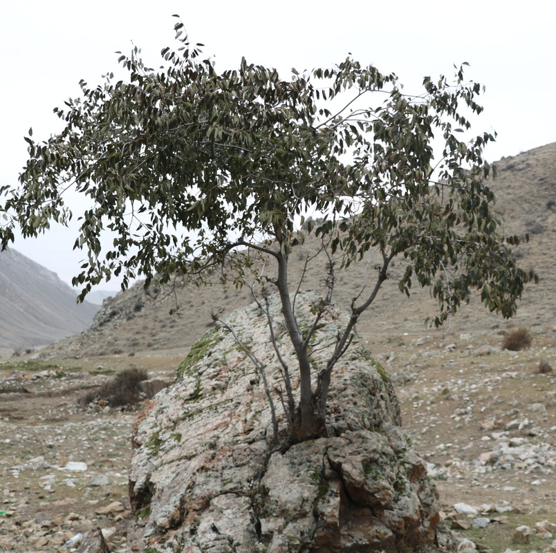 Изображение особи Celtis caucasica.