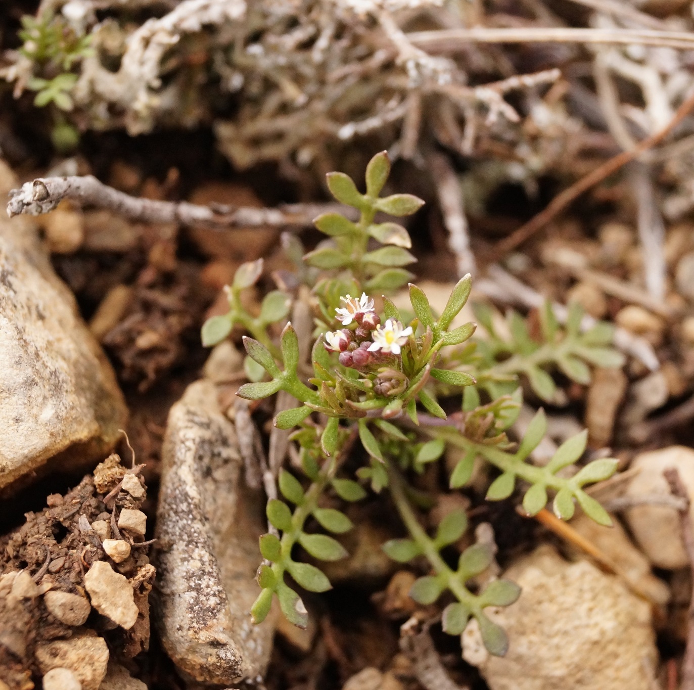 Изображение особи Hornungia petraea.