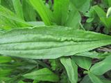 Plantago lanceolata