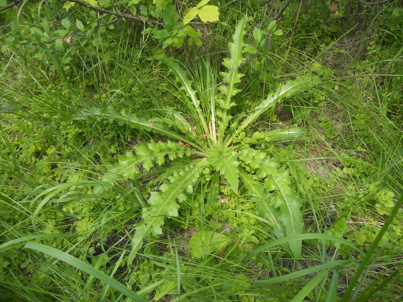 Image of Cirsium roseolum specimen.