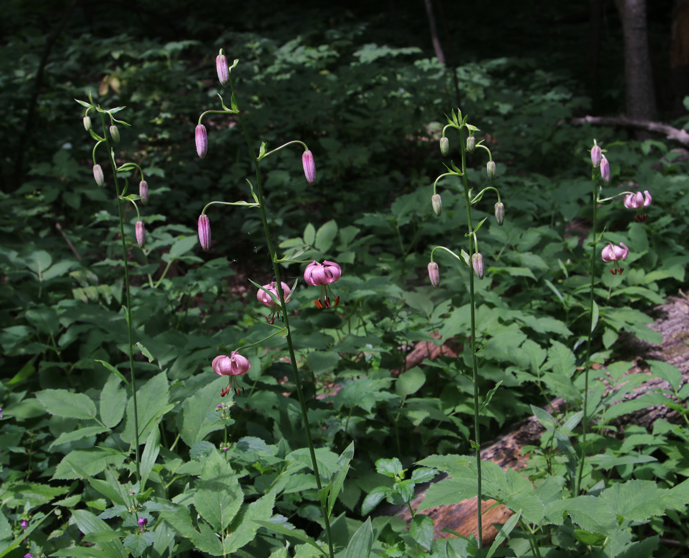 Image of Lilium pilosiusculum specimen.