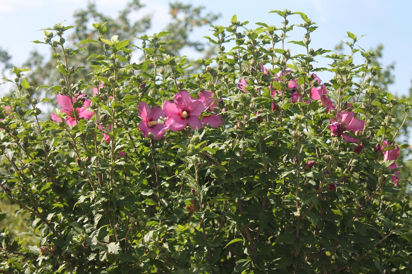 Изображение особи Hibiscus syriacus.