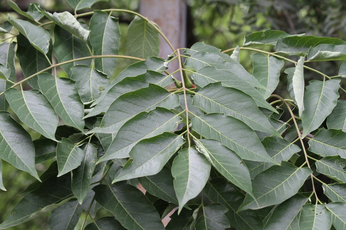 Image of Ailanthus altissima specimen.