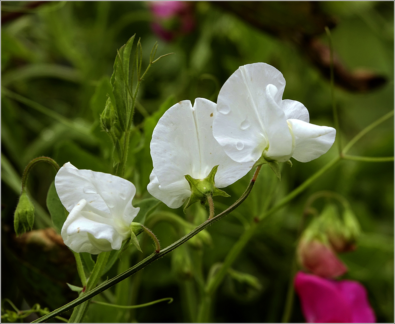 Image of Lathyrus odoratus specimen.