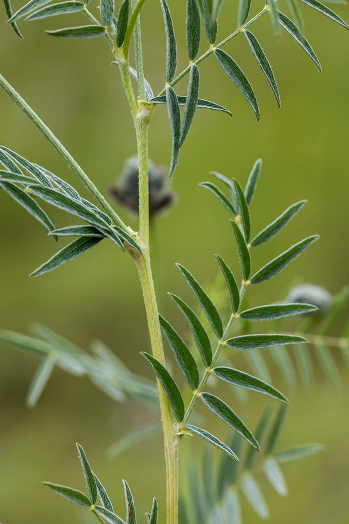 Изображение особи Astragalus cornutus.